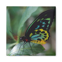 Relaxing Butterfly