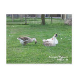 Relaxing Ducks Postcard