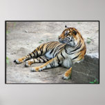 Relaxing Tiger posters