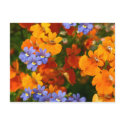 Reminder of Spring postcards