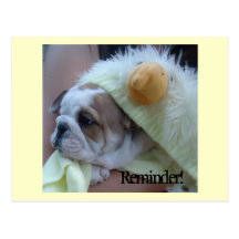 Reminder Postcards English Bulldog Puppy