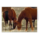 Remuda Herd Grazes - Ranch Cow Horses - Blank cards