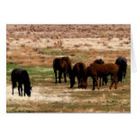 Remuda Herd Grazes - Ranch Cow Horses - Blank