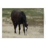 Remuda Herd Grazes - Ranch Cow Horses - Blank Greeting Cards