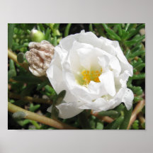Renewal Print