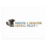 Rescue a Shelter Animal Today Postcards