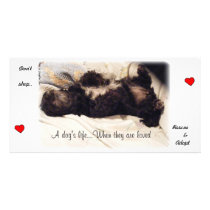 Rescue & Adopt..Don't Shop Picture Card