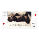 Rescue & Adopt..Don't Shop photo cards