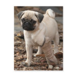 Rescue Pug postcards