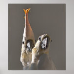 Rescued Cockatoos posters