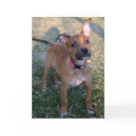 Rescued puppy greeting card