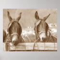 Restin' Easy posters