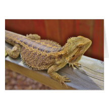 Resting Bearded Dragon 2 Cards