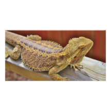 Resting Bearded Dragon 2 Custom Photo Card