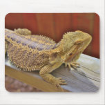 Resting Bearded Dragon 2 Mouse Pads