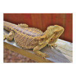 Resting Bearded Dragon 2 Personalized Invites