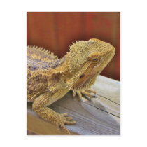 Resting Bearded Dragon 2 Postcard