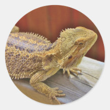 Resting Bearded Dragon 2 Round Sticker