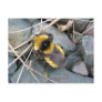 Resting Bee Postcard