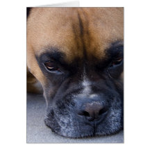 Resting Boxer Dog Greeting Card