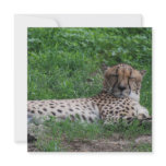 Resting Cheetah Invitations