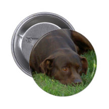 Resting Chocolate Lab Button