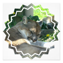Resting Cougar Invitation