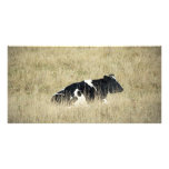 Resting Cow - Photocard