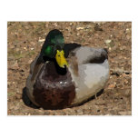 Resting duck postcard