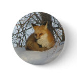 Resting Fox