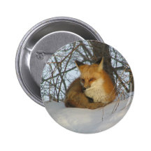 Resting Fox Pinback Button