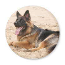 Resting German Shepherd Dog Magnet