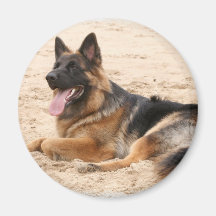 Resting German Shepherd Dog Magnet