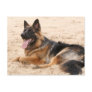 Resting German Shepherd Dog Postcard