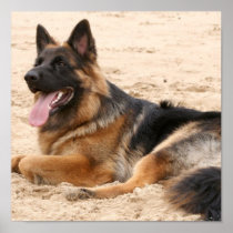 Resting German Shepherd Print