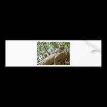 Resting Hooters bumper stickers
