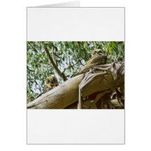 Resting Hooters Card