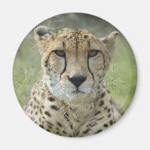 Resting in the Grass Magnets