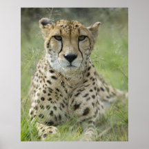 Resting in the Grass Print