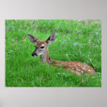 Resting in the tall grass posters