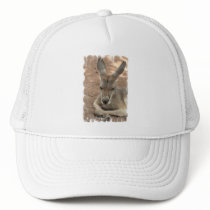 Resting Kangaroo  Baseball Hat