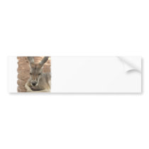 Resting Kangaroo  Bumper Stickers