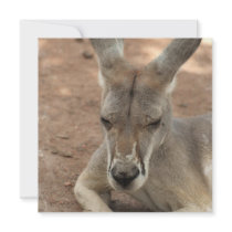 Resting Kangaroo Invitations
