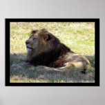 Resting Lion Print
