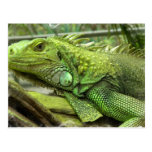 Resting Lizard Postcard