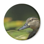 Resting Mallard magnets
