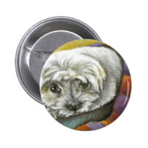Resting Maltese buttons