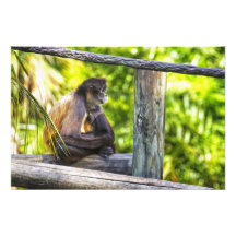 Resting Monkey Photo