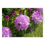 Resting on a Lavender Rhododendron cards