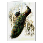Resting Peacocks Card